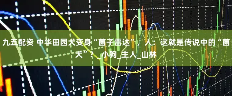 九五配资 中华田园犬变身“菌子雷达”，人：这就是传说中的“菌犬”？_小狗_主人_山林